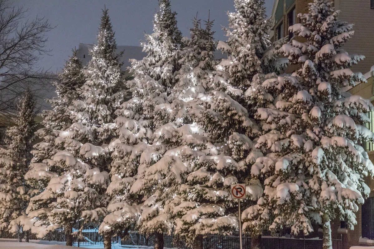 Snow-laden evergreen trees and string lights beside the Copperfield Hill building in Robbinsdale