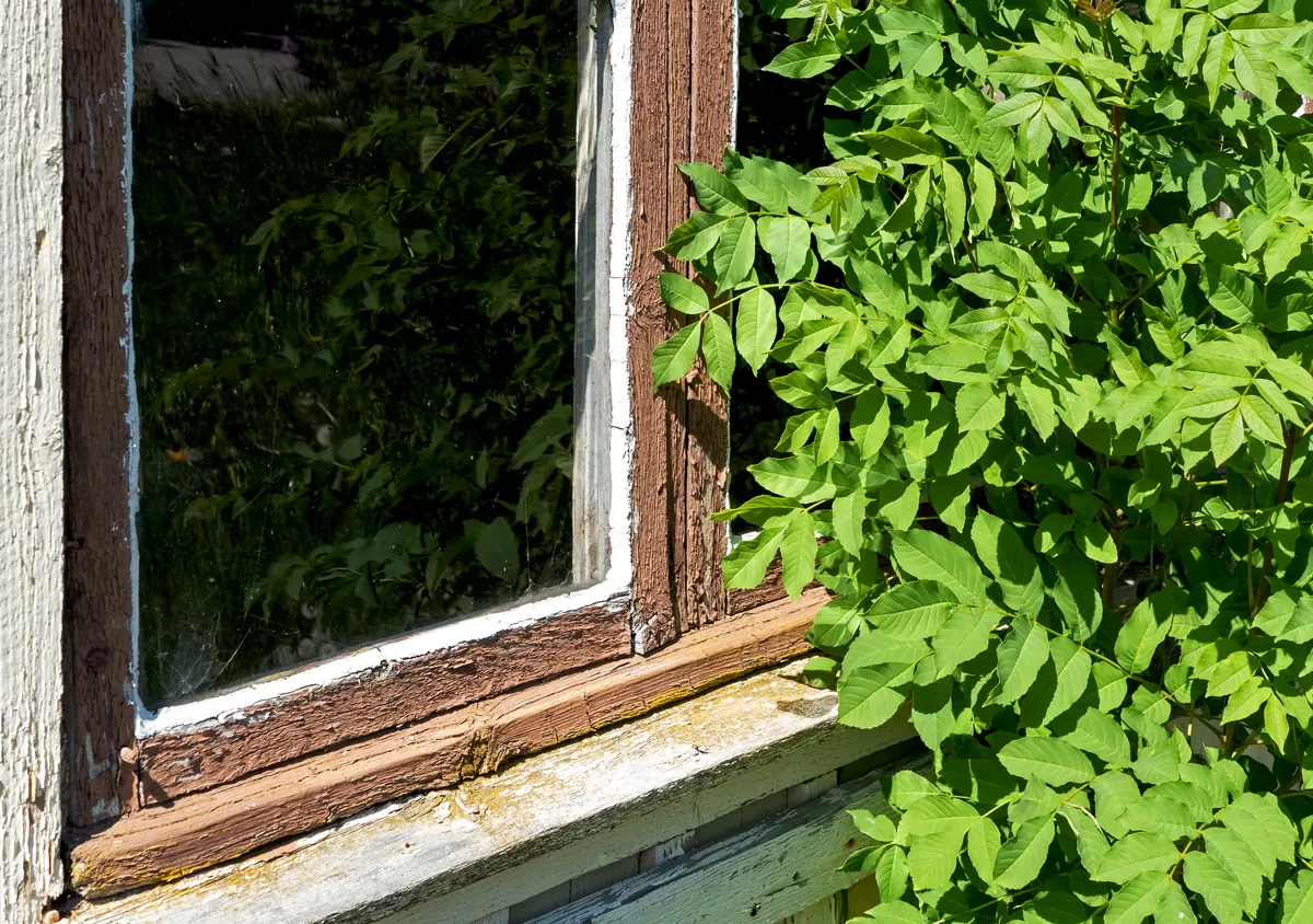 Old wooden window sash and sill with worn brown and white paint flaking off weathered wood, beside a leafy green shrub
